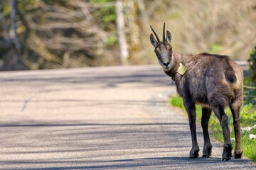 Chamois 