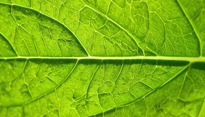 Close-up of a green leaf nature macro photography fresh environment detailed view botany concept for seo impact