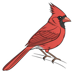cardinal bird vector illustration images .eps