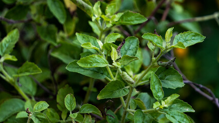 Basil leave or Tulshi leaves or tulshi plant as commonly known as in India