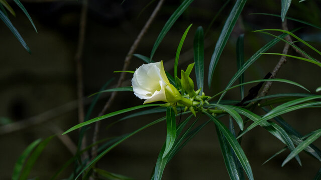 Thevetia peruviana or Yellow Oleander flowers or Korabi phool close up photo