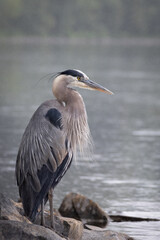 Great Blue Heron Standing Tall by a Rainy Riverbank