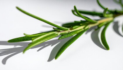 Fototapeta premium Fresh rosemary herb branch culinary use kitchen setting natural light close-up flavorful cooking concept