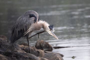 Great Blue Heron Scratching While Standing on River Rocks

