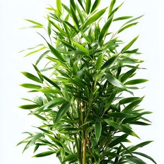 Obraz premium A cluster of bamboo stalks rises against a stark white background