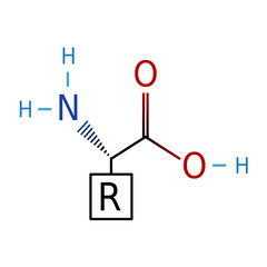 Backbone of Amino Acid Diagram