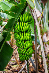 Gro&szlig;e Bananenstaude kurz vor der Ernte auf einer Plantage auf La Palma