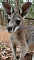 Fototapeta premium Cute Baby Wallaby Portrait with Large Ears in the Australian Bushland Habitat