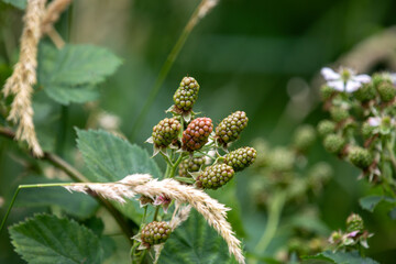 Flowering blackberry bushes with fruit forming.