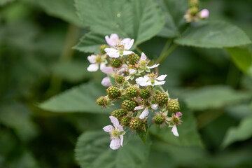 Flowering blackberry bushes with fruit forming.