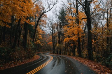 Obraz premium Autumn road through forest