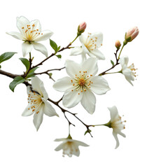 Obraz premium Beautiful white cherry blossom flowers in bloom.