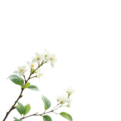 Obraz premium Beautiful white floral arrangement with green leaves.