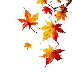 Vibrant autumn leaves on a branch.