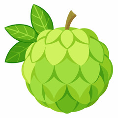 Simple Sweetsop Vector on White Background