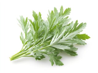 Wormwood herb leaves on white background