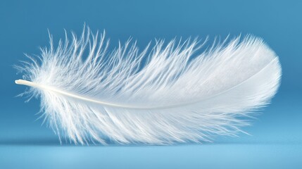 Obraz premium Soft White Feather on Blue Background