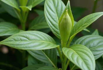 Obraz premium Close-up of vibrant green leaves with a budding flower in nature