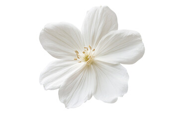 Elegant White Flower Blossom Isolated on Transparent Background Perfect for Wedding Invitations or Floral Designs