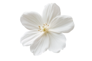 Elegant White Flower Blossom Isolated on Transparent Background Perfect for Wedding Invitations or Floral Designs