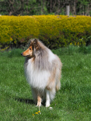 Beautiful Rough Collie Dog