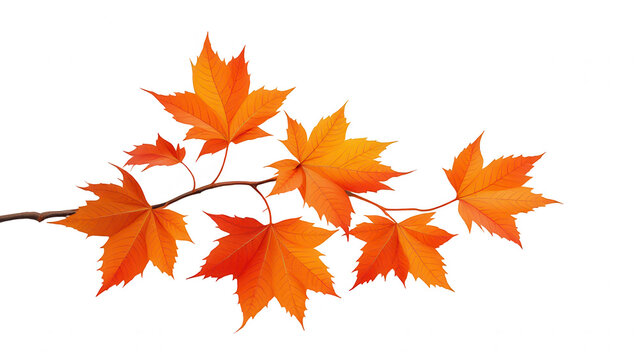 Fall foliage autumn leaves maple leaf season nature october november thanksgiving vibrant orange leaves isolated white background - Powered by Adobe