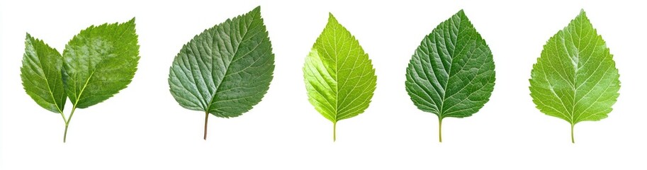 Obraz premium Various Shades of Green Leaves