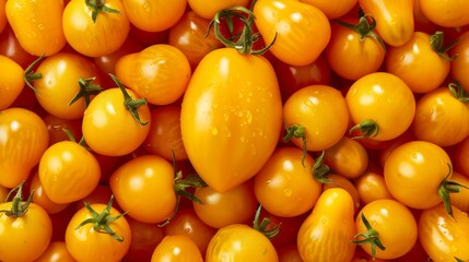 A Bounty of Fresh Tomatoes