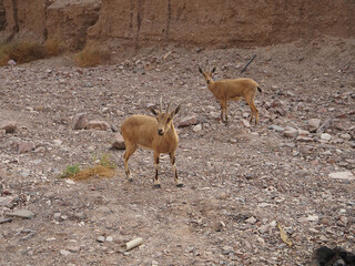 Eilat mountains nature reserve