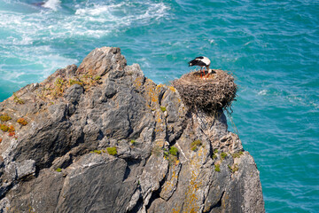 Stork standing in a nest with two eggs on the cliffs of North Atlantic Ocean