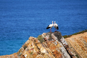 Storchs in a nest on the cliffs over the North Atlantic Ocean