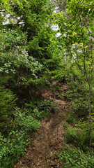 Hiking trail winding through lush green forest in croatia