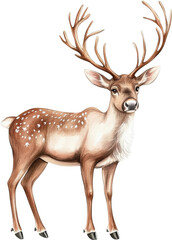 Beautiful Deer Illustration