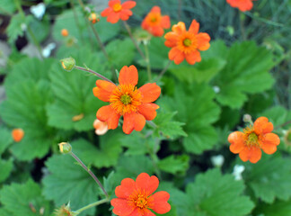 Geum quellyon is blooming in the garden