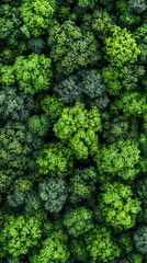 Naklejka premium Top view of lush green moss forming a rich, natural background texture. Symbolizes life, growth, and nature’s softness—perfect for organic design, eco themes, or botanical visual elements.