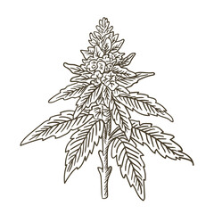 Hand drawn vector illustration of a marijuana plant