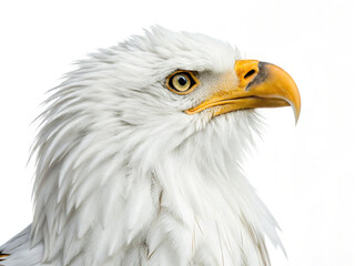 Fototapeta premium Close-up profile of a mature bald eagle, showcasing its white head, yellow beak, and sharp gaze against a stark white background.