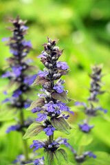 Ajuga reptans grows and blooms in herbs