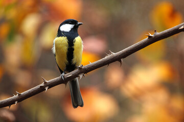 blue tit