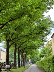 Naklejka premium All in the city in spring