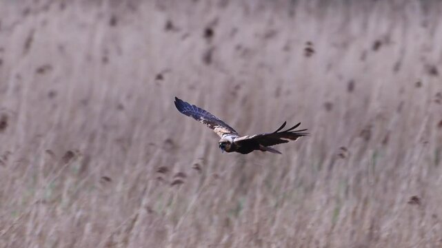 Marsh Harrier drops Branch