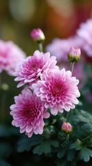 Obraz premium Close-up of Blooming Pink Chrysanthemums with Buds in Natural Light