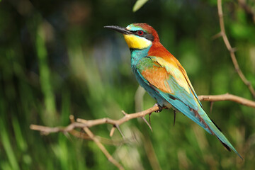 Fototapeta premium Merops apiaster