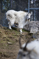 Mountain goat on hill in Alaska zoo