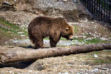 Grizzly bear above log at zoo