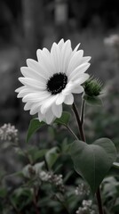 Monochromatic Sunflower Bloom with Bud and Heart Shaped Leaf in Garden Setting
