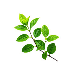 Fresh green leaves on branch isolated on black background nature photography on transparent background