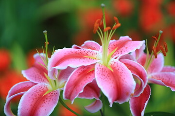 Lily Stargazer is a flamboyant, colored with deep pink strips and speckles, giving the flower a the look of stars in the sky.
This Lily is producing fragrance making an excellent fresh cut flower. 