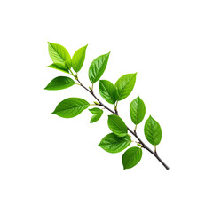 Fototapeta premium Fresh green leaves on branch isolated nature plant foliage spring growth flora on transparent background