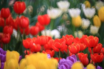 Beautiful tulips in the selected cool season dome using cool waste from the regasification process at its liquefied natural gas (LNG) receiving terminal in Rayong. FLORA EXHIBITION HALL ,Thailand
